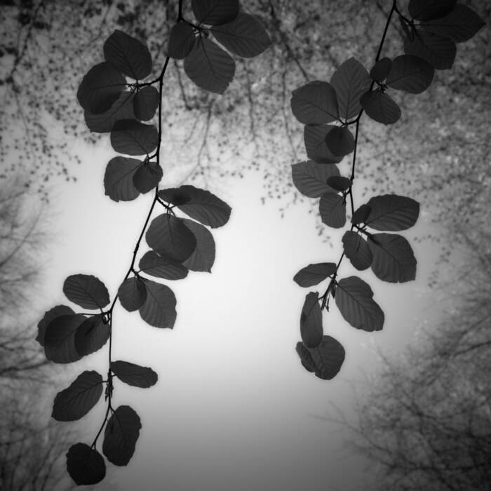 Buchenblätter im Gegenlicht