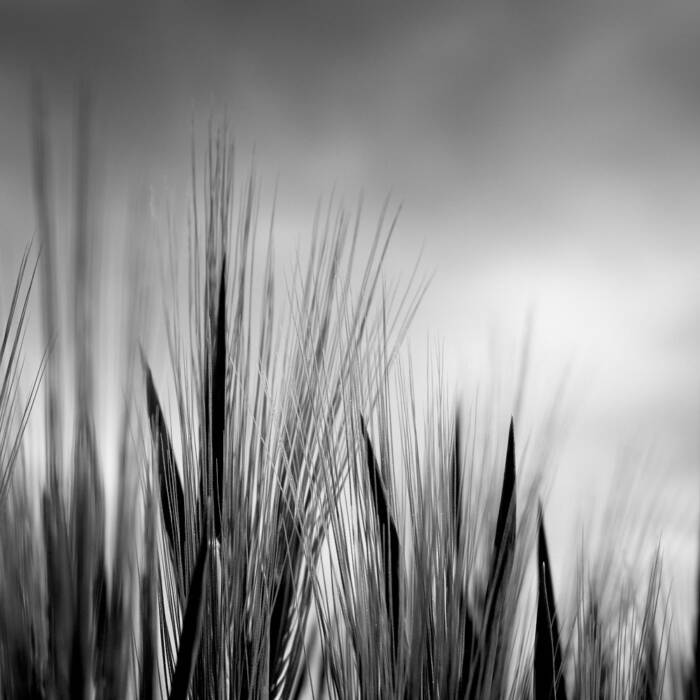 Grannen im Gegenlicht