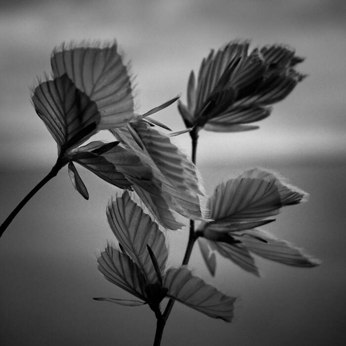 Junge Buchenblätter