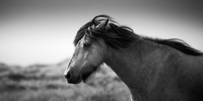 NORDISCHE PFERDE – Serie